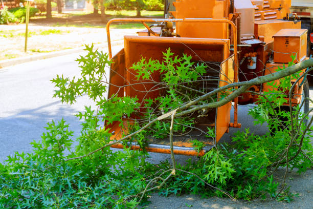 Best Tree Health Inspection  in Roodhouse, IL