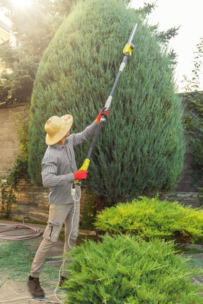 Tree and Shrub Care in Roodhouse, IL